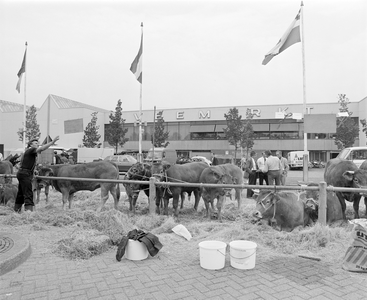102827 Afbeelding van 52ste Vee- en Paardendagen in en bij de Veemarkthallen (Sartreweg 1) te Utrecht, met enkele ...